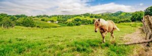 camping tourisme animaux pays basque