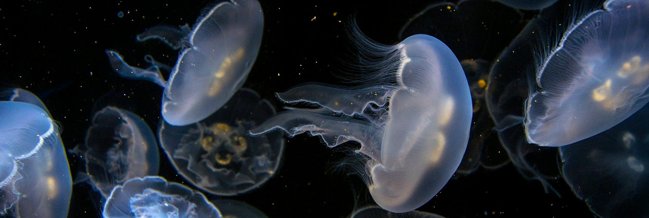 aquarium biarritz