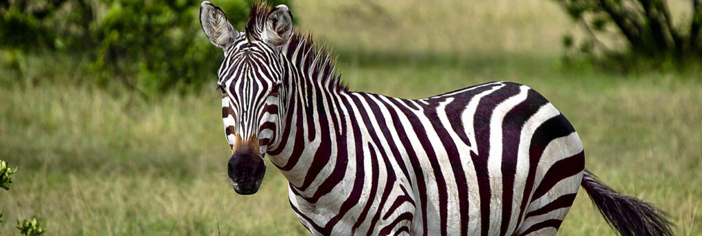 Zoo de Labenne