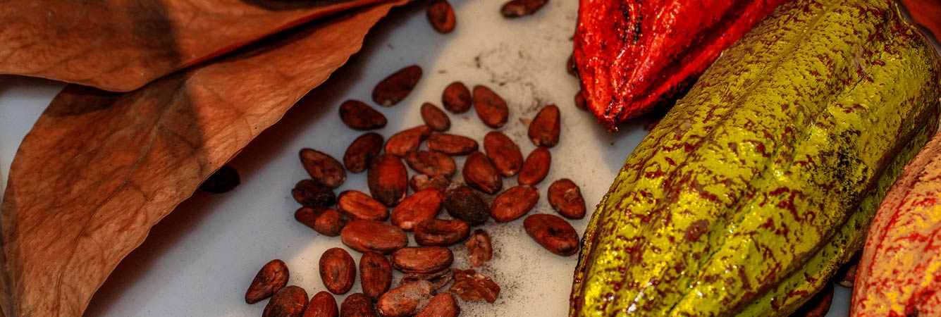 musee chocolat cacao baypnne