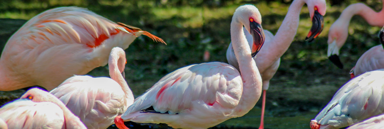 visiter zoo labenne