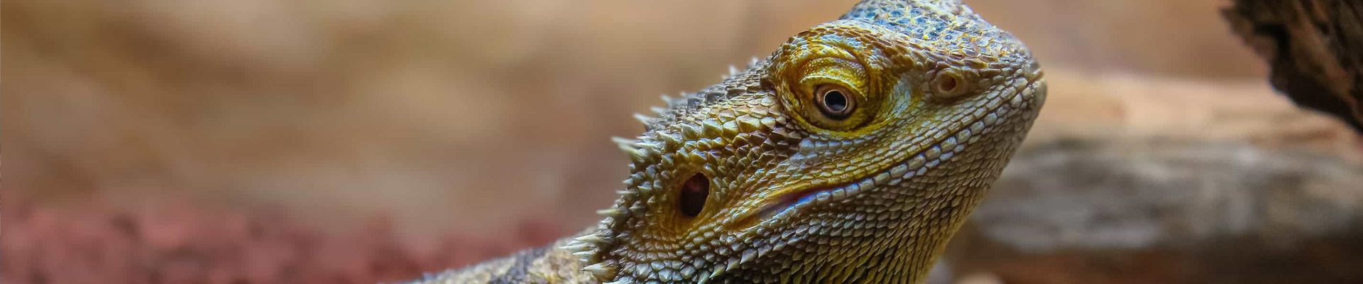 reptilarium labenne