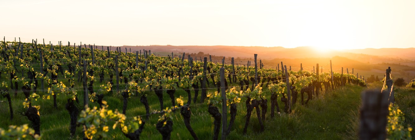 vignoble basque