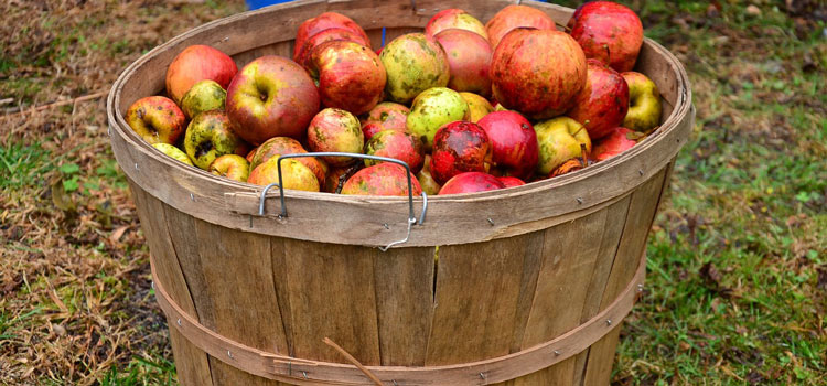 Cidre au Pays Basque