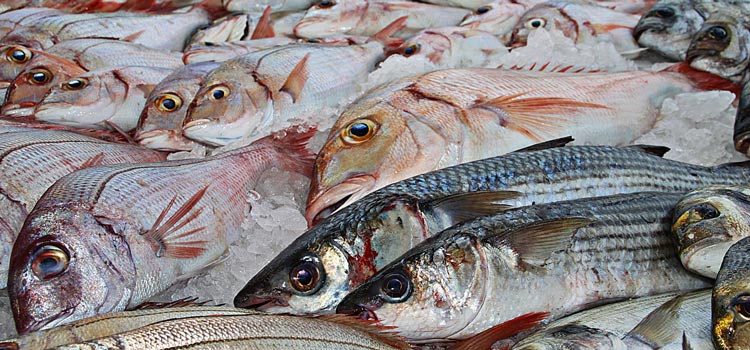 Meilleurs spots de pêche au Pays Basque